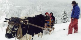 Traineau a neige la bresse