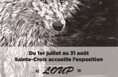 « Loup » de Julie Salmon