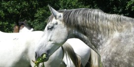 ranch du laubenrain