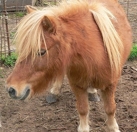 Ferme le Chiblin