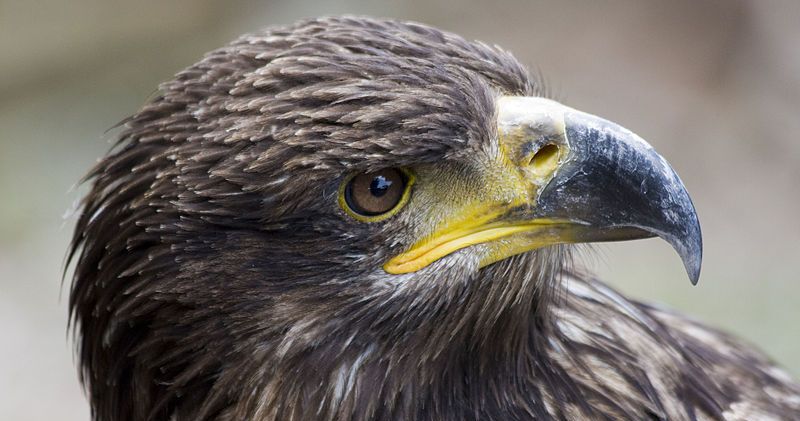 aigle impérial