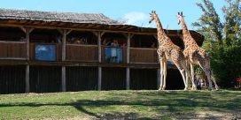 Girafes au zoo d'Amnéville