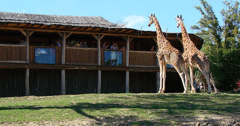 Girafes au zoo d'Amnéville