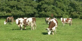 Ferme du Luppachhof