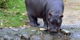 Hippo zoo de Bâle