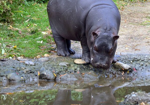Hippo zoo de Bâle