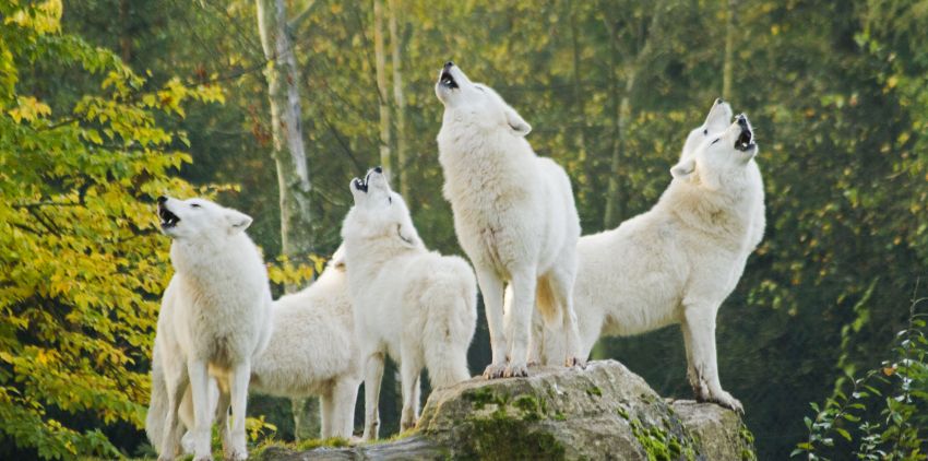 Loup Sainte-croix