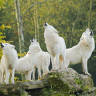 loups blancs – cp morgane bricard (1)