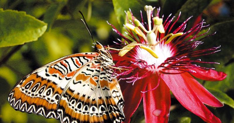 jardin des papillons