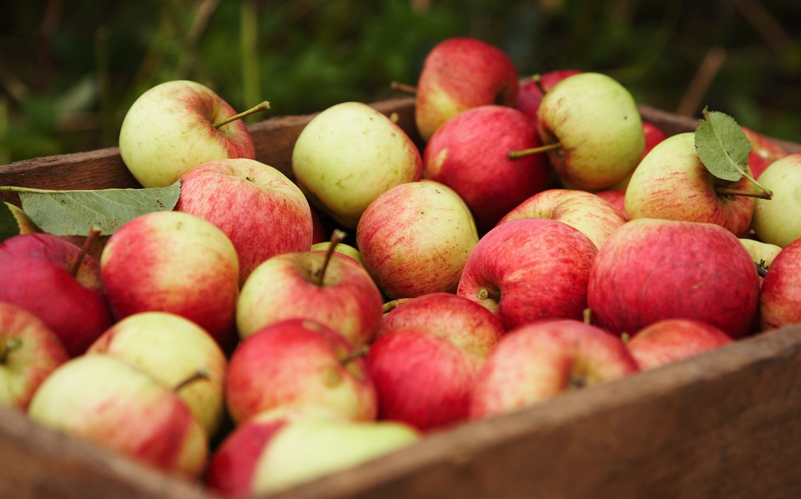 Exposition de pommes à l&amp;#39;Écomusée d&amp;#39;Alsace : Bibouille, l&amp;#39;agenda