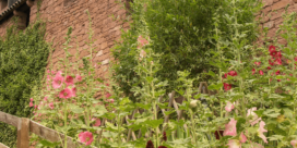 Délicieux jardin : plantes et créatures enchantées