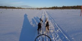 Chiens de traîneaux