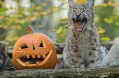 Halloween, la fête des six-trouilles