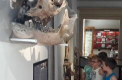 Au temps des mammouths