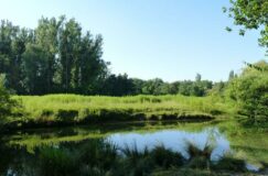 LA RÉSERVE DE LA FORÊT DE LA ROBERTSAU ET DE LA WANTZE- NAU – LA FORÊT EN HIVER