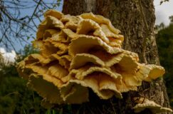 SORTIE SUR LES CHAMPIGNONS MÉDICINAUX