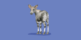 L’OKAPI