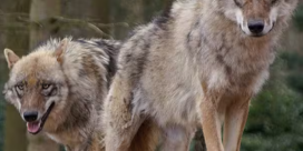Rencontre avec les loups