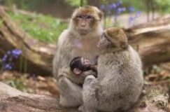 Dans la peau d’un singe