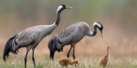LES GRUES CENDRÉES
