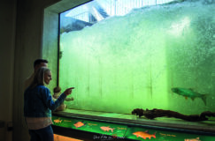 La passe à poissons